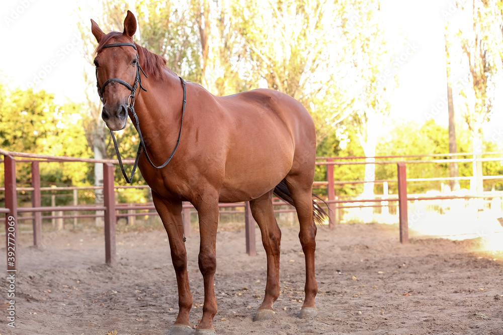 Beautiful brown horse outdoors on sunny day