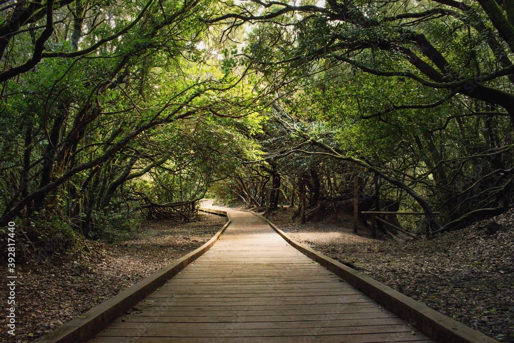 Sendero de los Sentidos, hiking trail (Trail of the senses), Anaga, Tenerife, Canary Islands , Spain