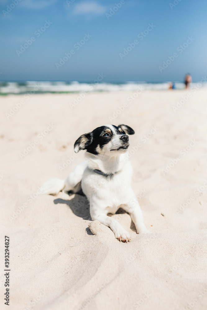 Little Jack Russell terrier dog enjoying the sun at the beach