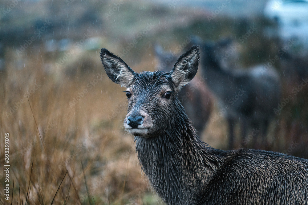 Deer at the Glen Etive, Scotland