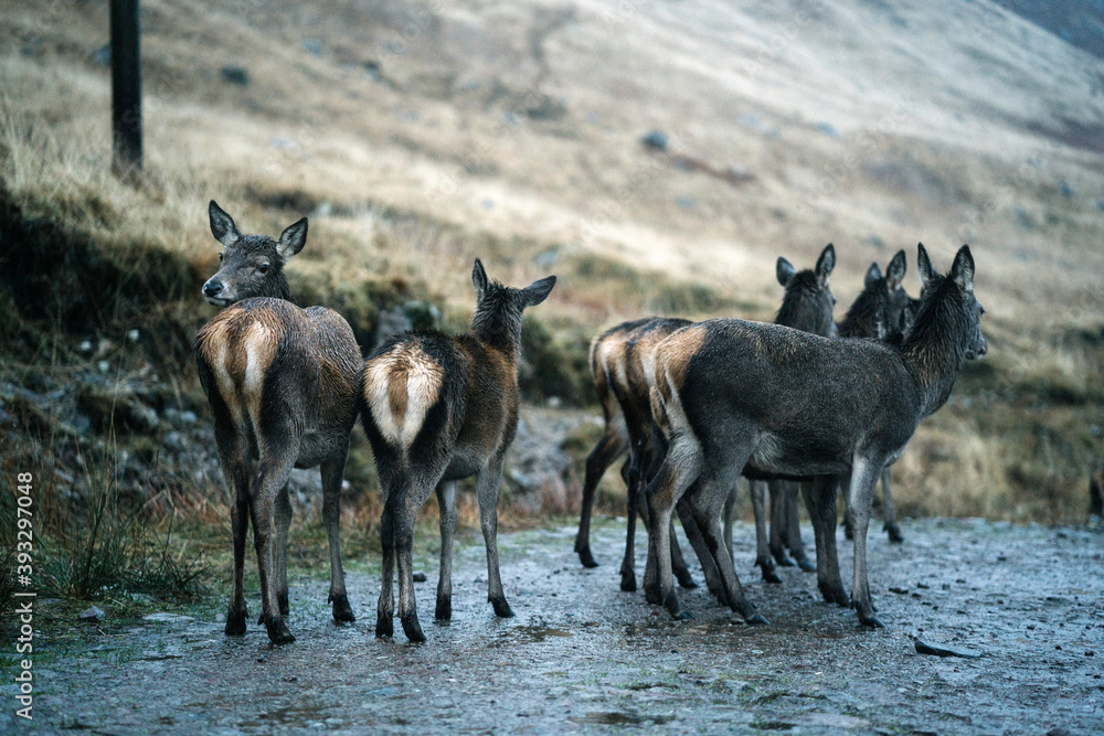 Deers on the road at Glen Etive, Scotland