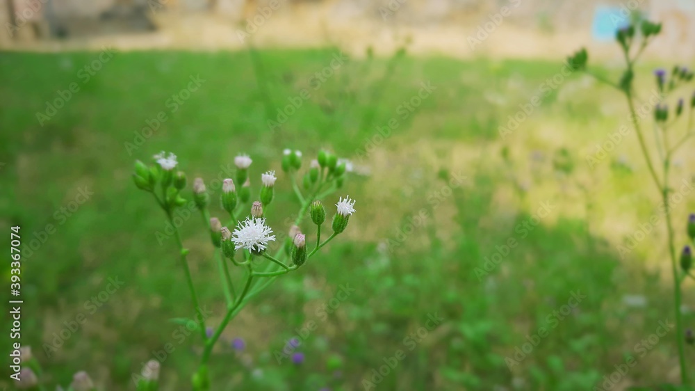 花园中的微小白花和花蕾选择性焦点