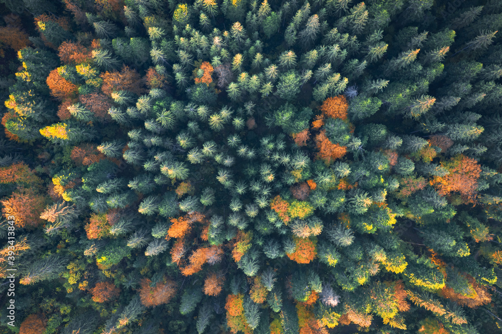 Aerial drone top down view. Yellow, orange and red autumn trees in colorful forest. Sunny day in aut