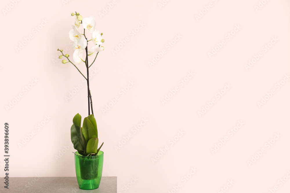 Beautiful orchid plant on table against light background