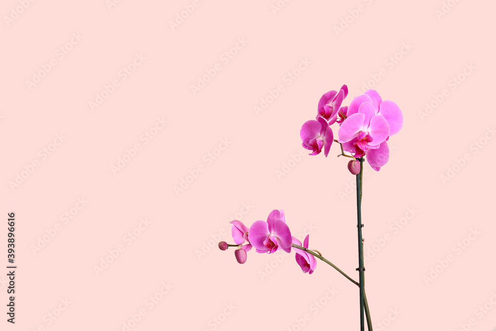 Beautiful orchid flowers on light background