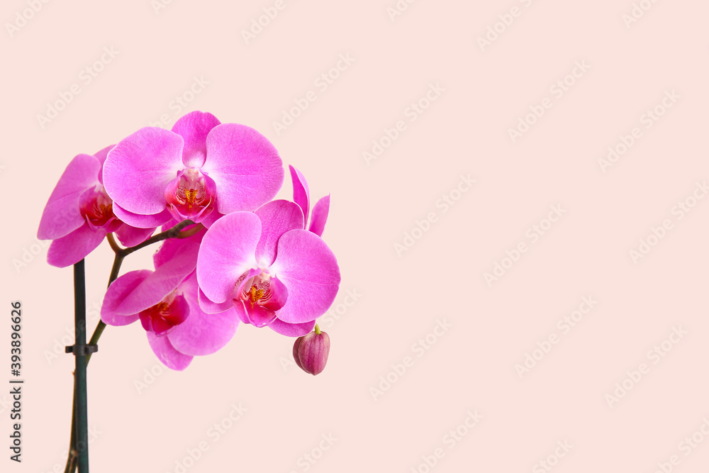 Beautiful orchid flowers on light background