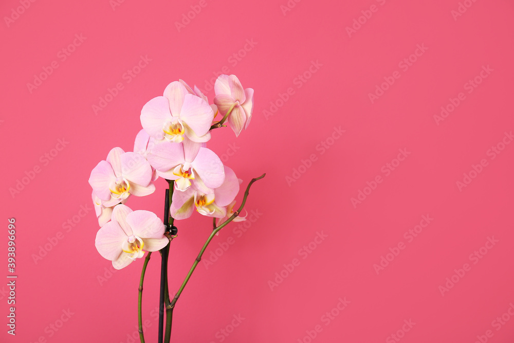 Beautiful orchid flowers on color background