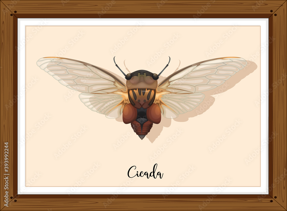 Cicada on wooden frame