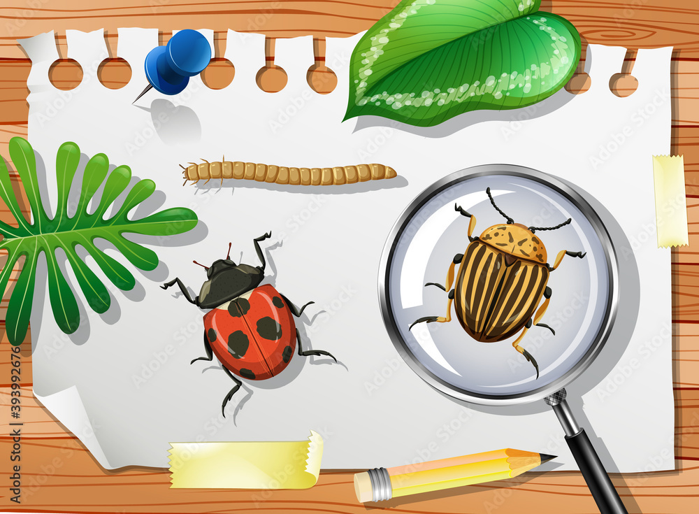 Ladybug with Colorado potato beetle and magnifying glass on table close up