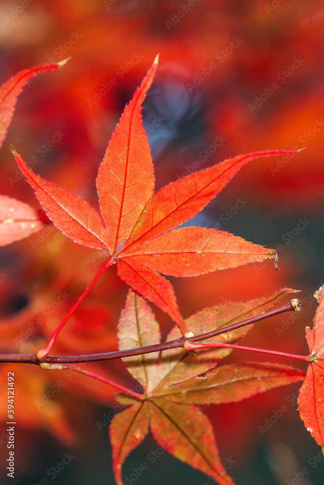 Close up of beautiful maple leaves isolated on bokeh blurry background in autumn season.