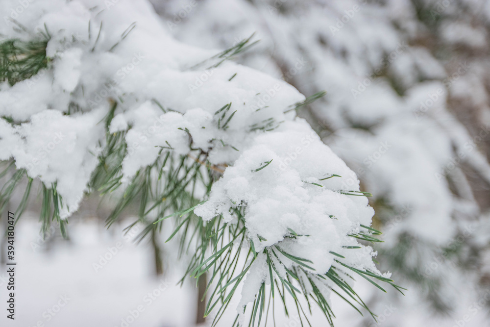 圣诞卡冬季雪松木树枝