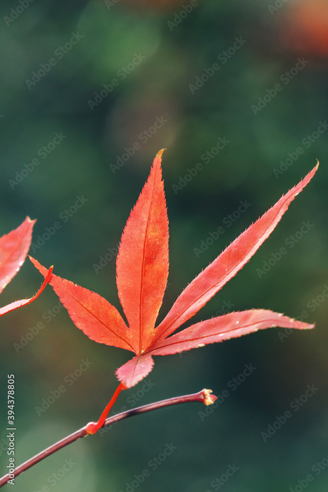 秋天，美丽的枫叶被隔离在模糊的背景上。