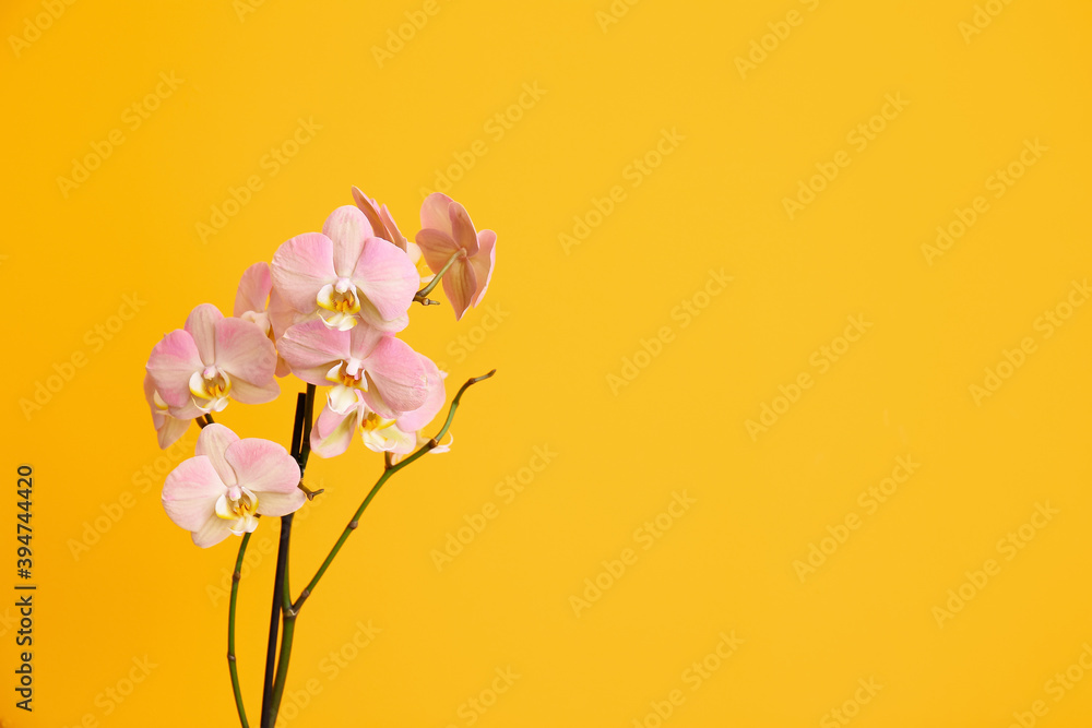 Beautiful orchid flowers on color background