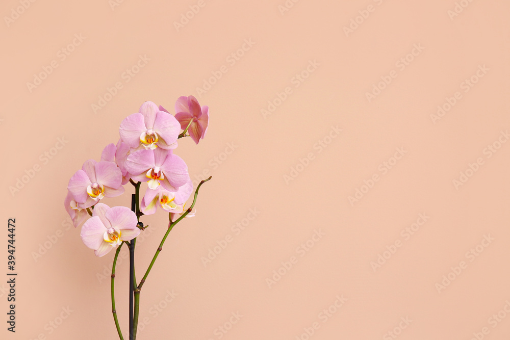 Beautiful orchid flowers on color background