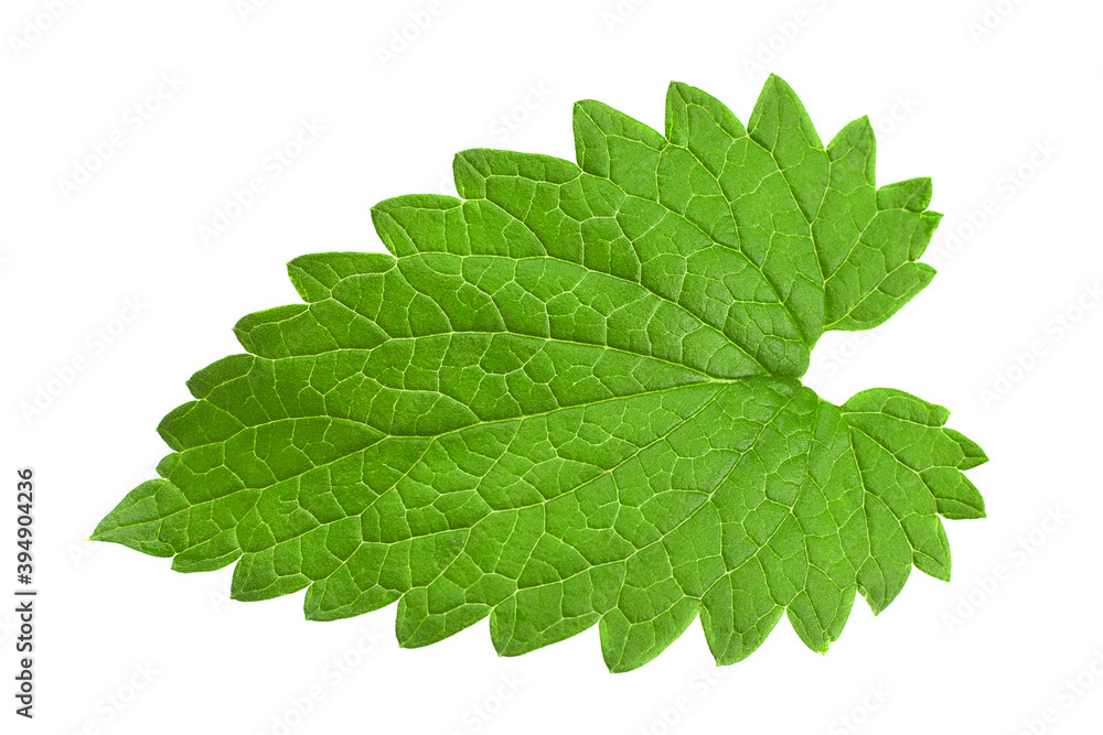 Catnip lemon mint leaf