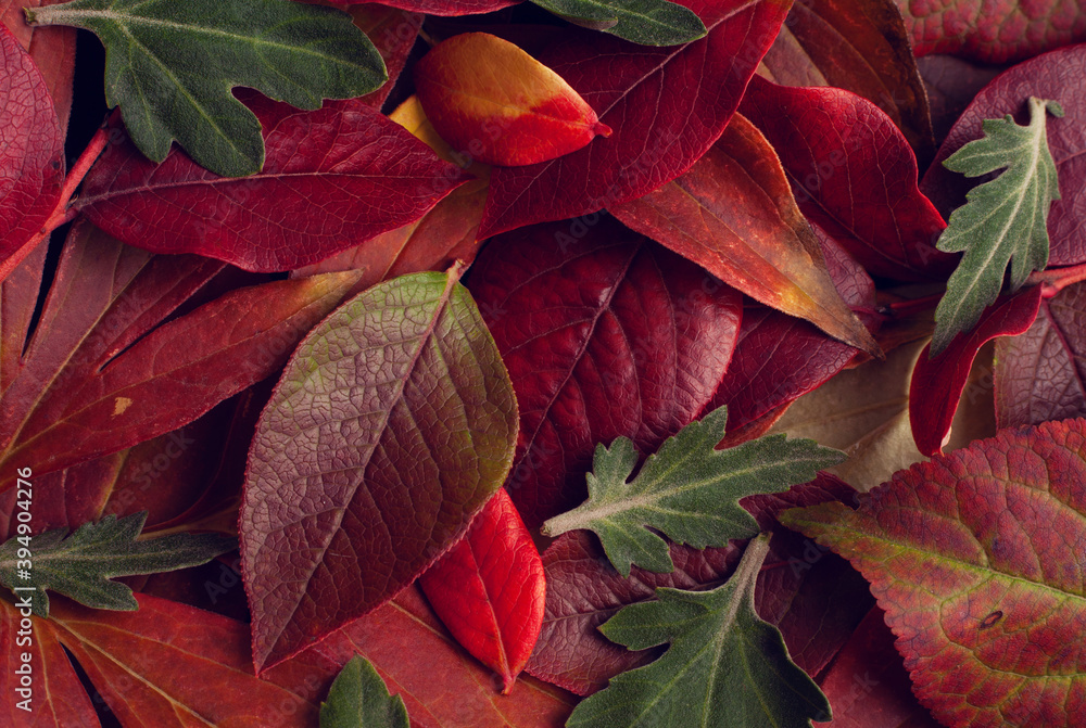 Autumn blueberry and peony leaf