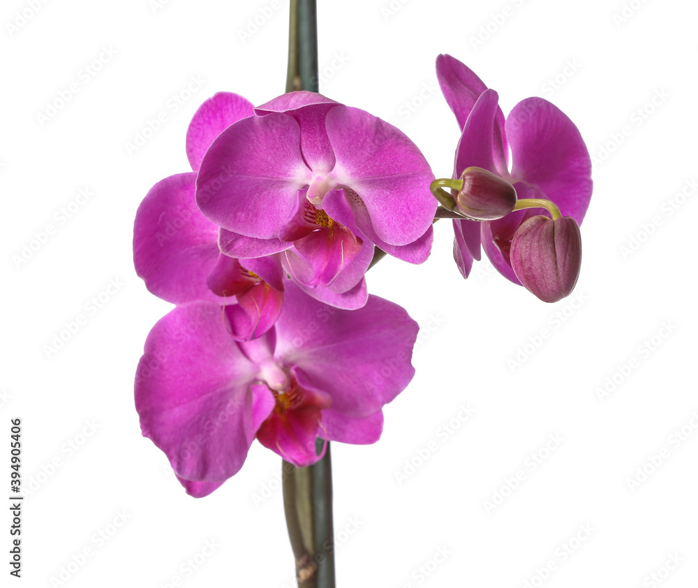 Beautiful orchid flowers on white background