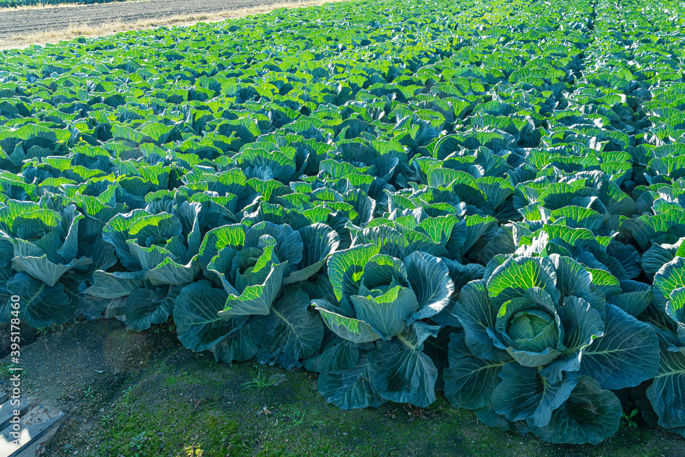 Cabbage Patch in the Morning