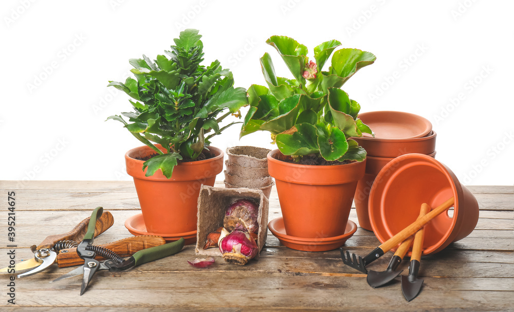 Gardening tools and pots with plants on white background