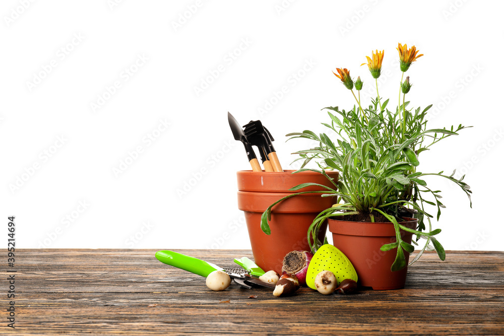 Gardening tools and pot flower on white background