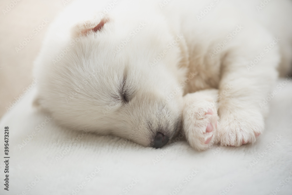 White siberian husky puppy sleeping on white bed