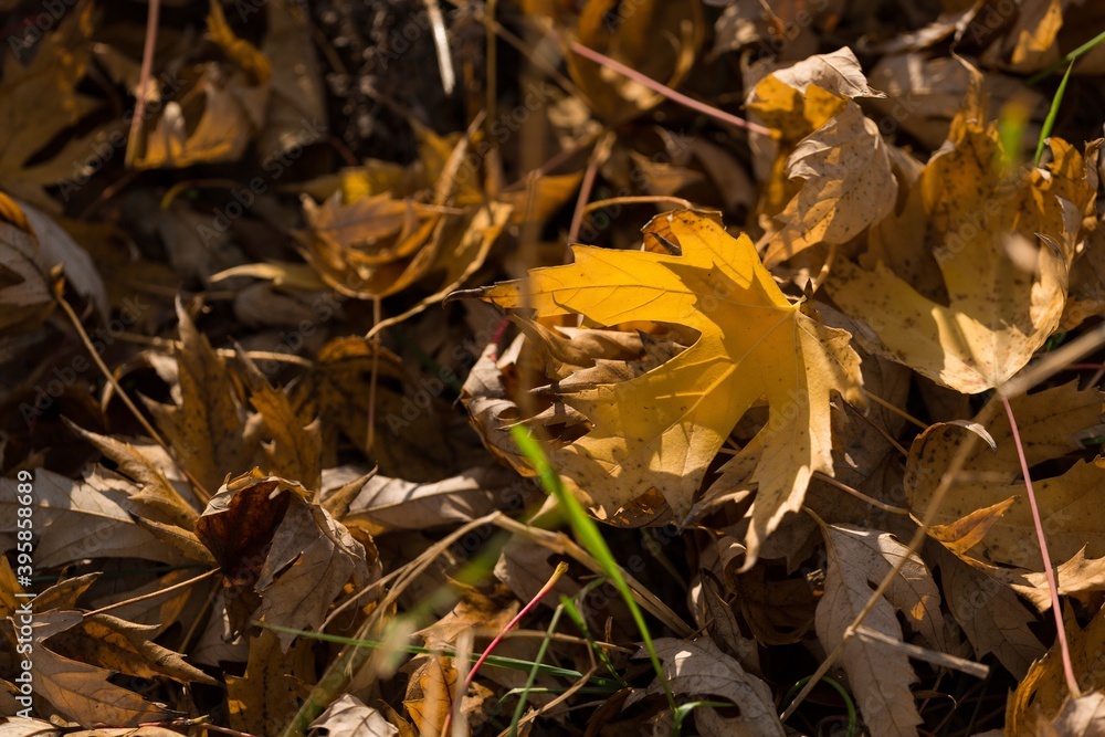 Yellow Autumn Maple Leaves on the Ground