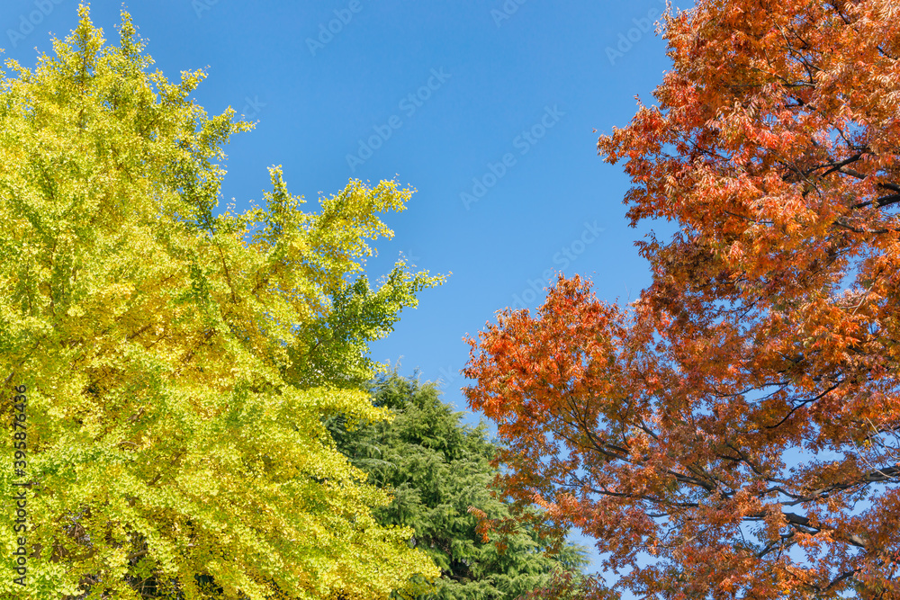 青空と紅葉し始めた木