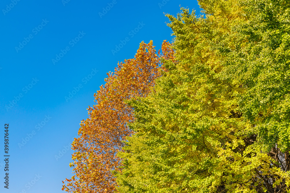 青空と紅葉し始めた木