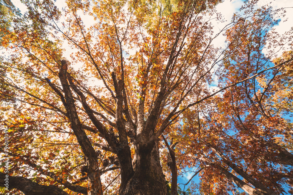 Big autumn tree from underneath on a sunny day