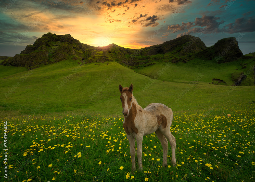 Foal in a flower meadow with sunset