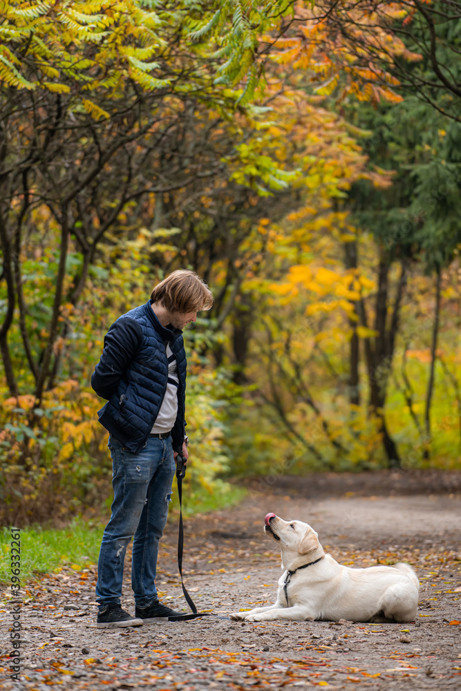 Owner and retriver are walking in park. Dog looking at man while laying on ground. Golden trees back