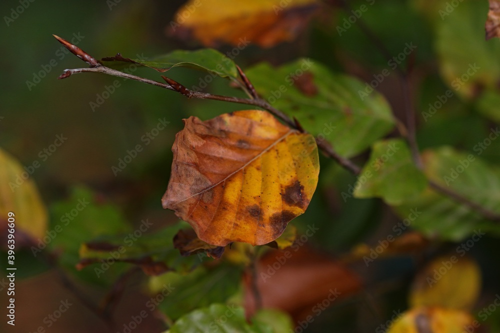 FEUILLES