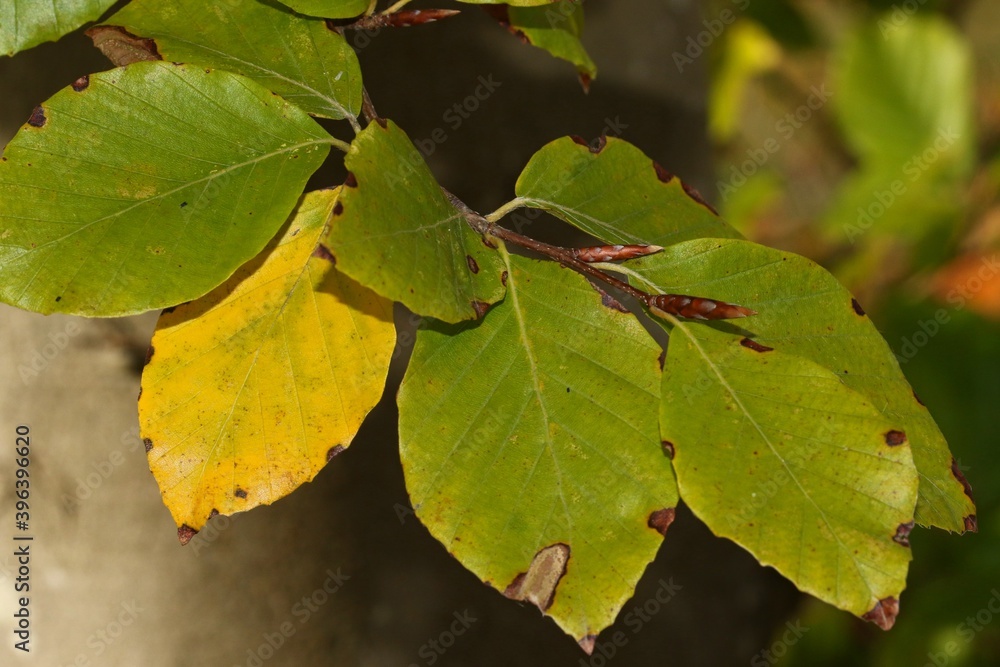 FEUILLES