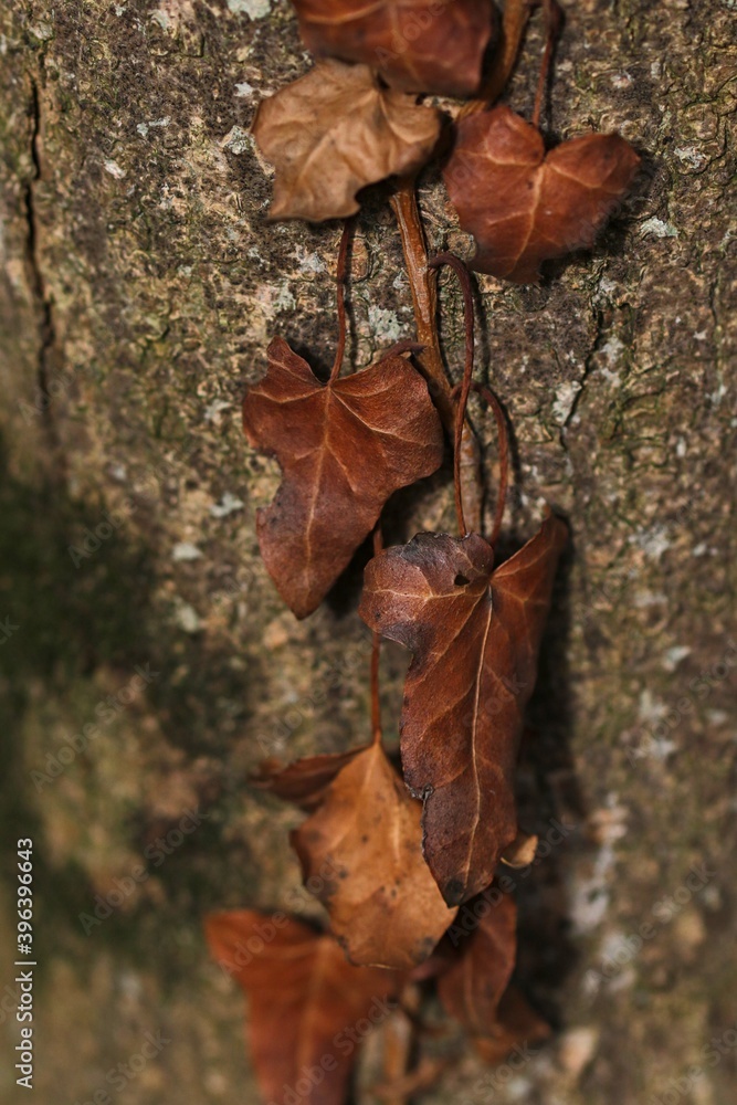 FEUILLES