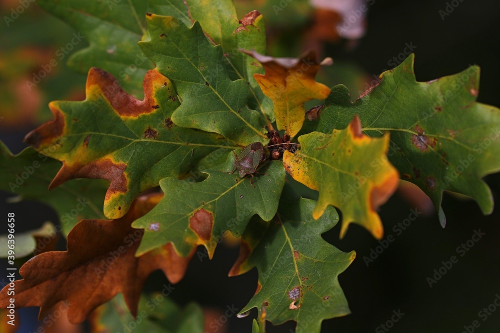 FEUILLES