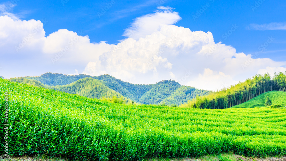 绿茶种植园和竹林景观。