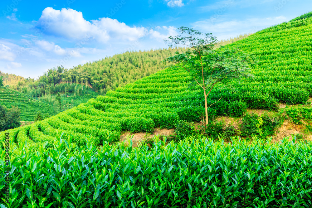 绿茶种植园和竹林景观。