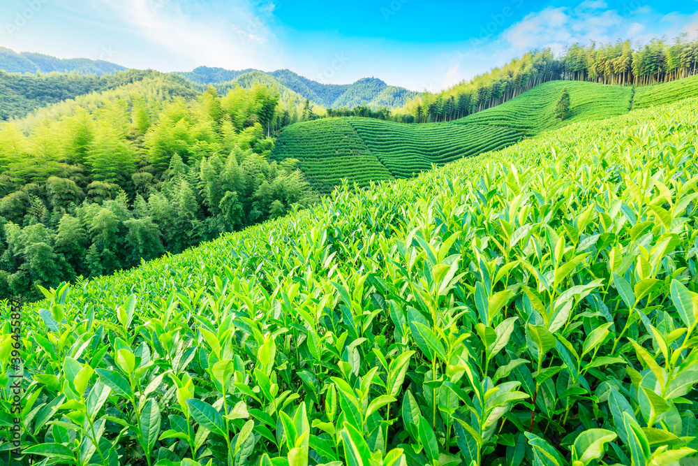 Green tea plantation and bamboo forest landscape.