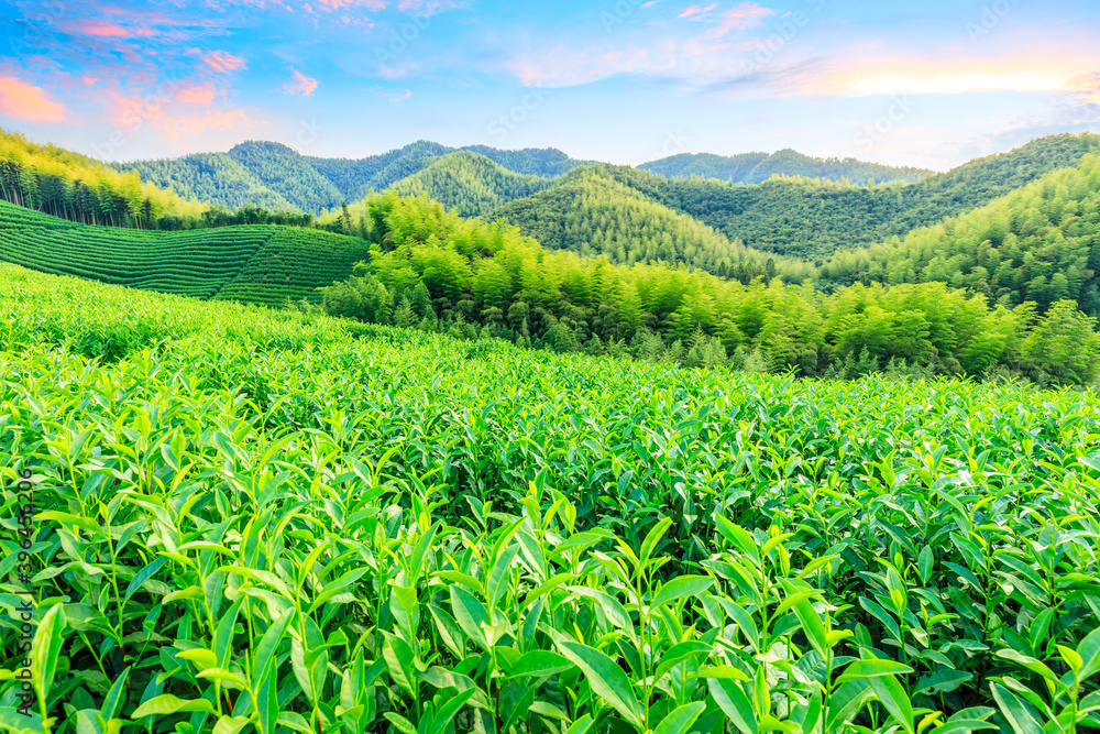 日落时的茶园和竹林，绿色的自然背景。