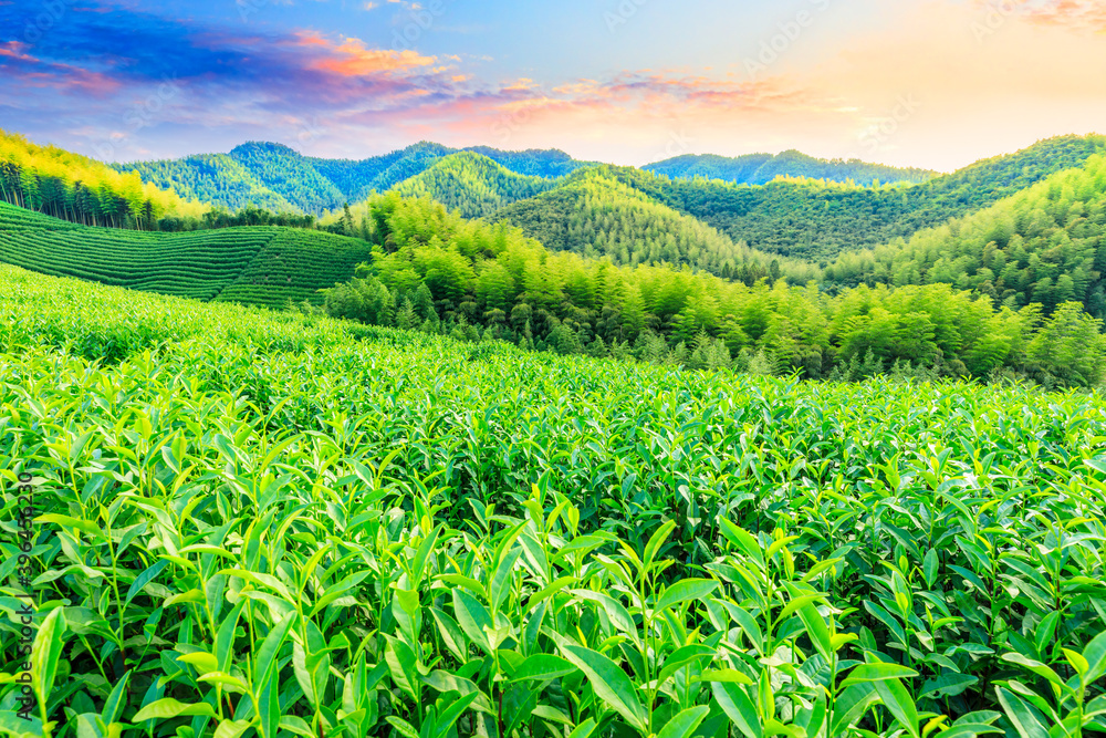 日落时的茶园和竹林，绿色的自然背景。