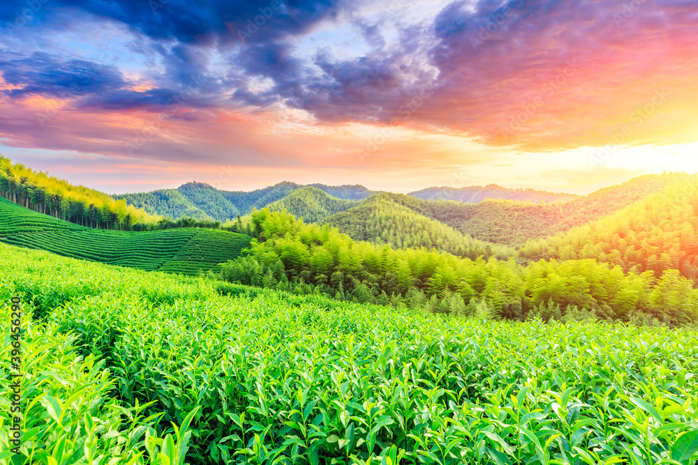 日落时分的茶园和竹林，绿色的自然背景。