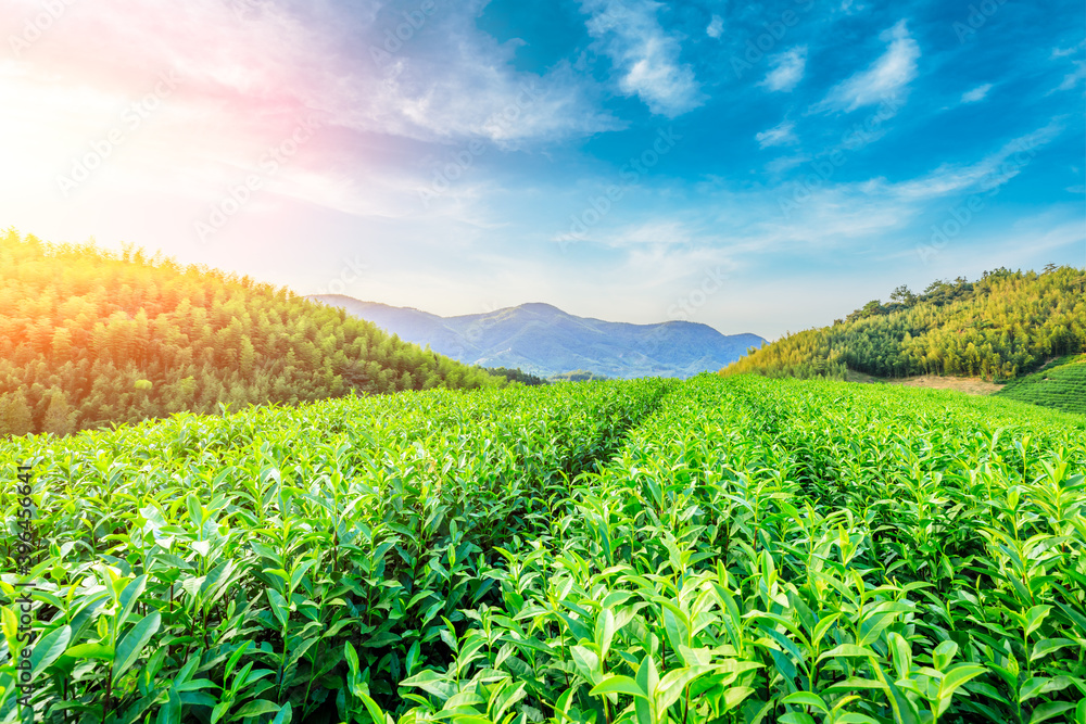 日落时的茶园和竹林，绿色的自然背景。