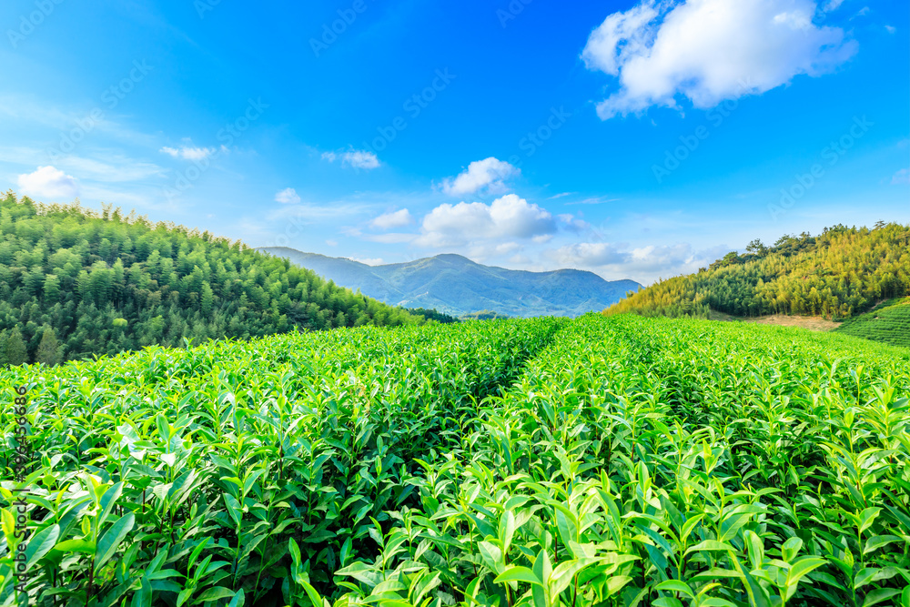 绿茶种植园和竹林景观。