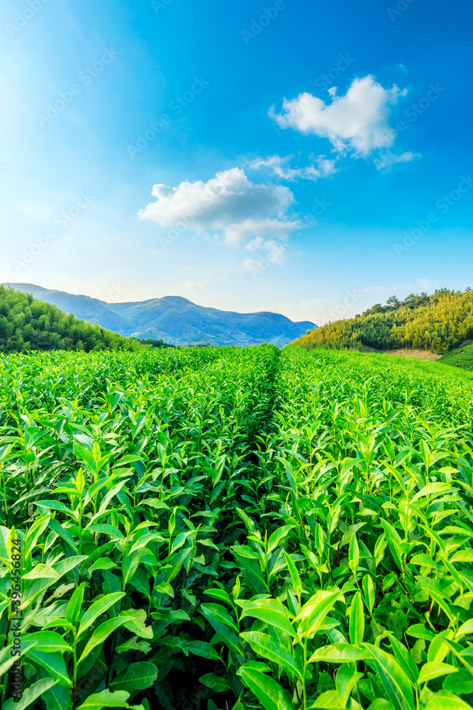 绿茶种植园和竹林景观。