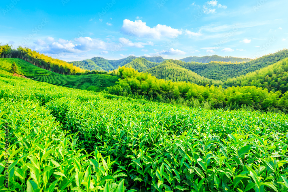 绿茶种植园和竹林景观。