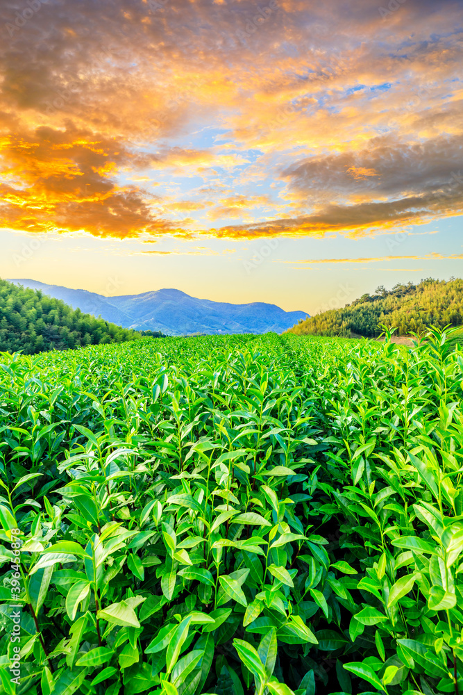 日落时的茶园和竹林，绿色的自然背景。