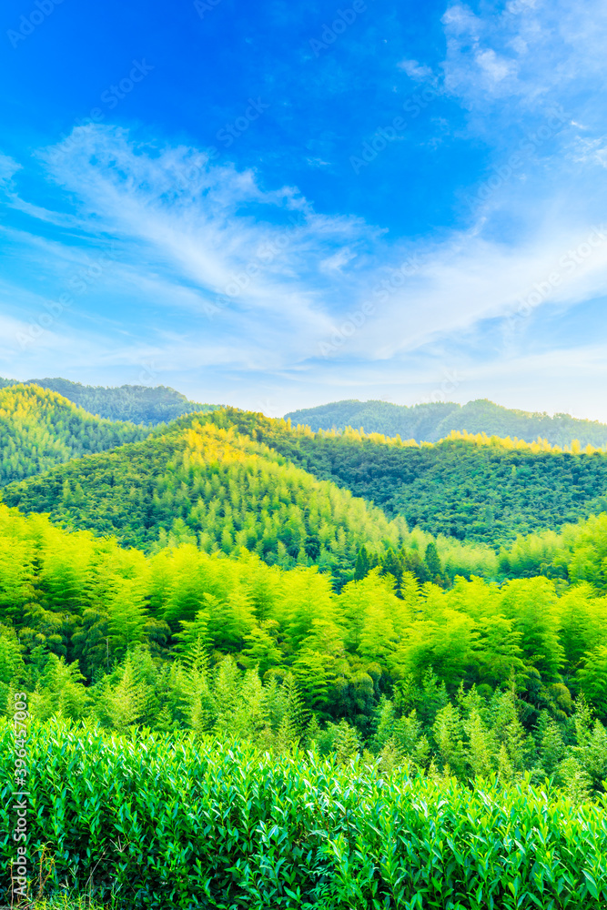 绿茶种植园和竹林景观。