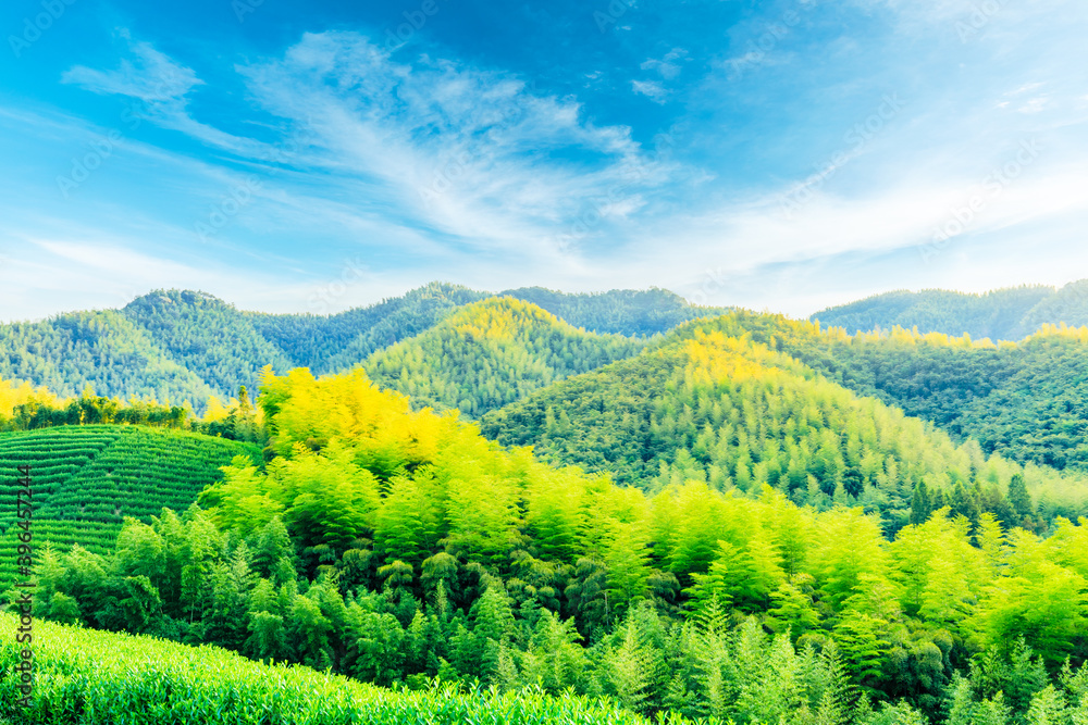 绿茶种植园和竹林景观。