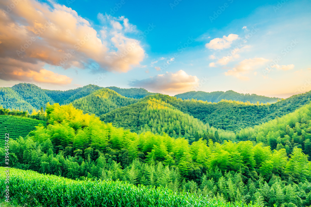 日落时的茶园和竹林，绿色的自然背景。