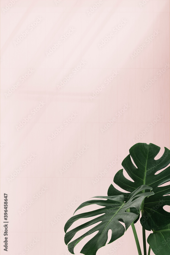 Tropical Monstera leaves on pink background